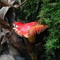 hygrocybe coccinea