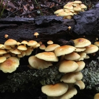 hypholoma fasciculare