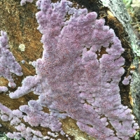 Chondrostereum