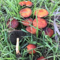 Leratiomyces ceres