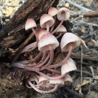 Mycena haematopus