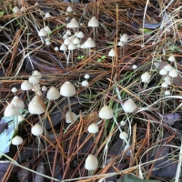 Mycena capillaripes