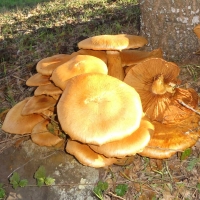 omphalotus olearius