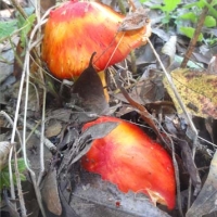 Hygrocybe punicea