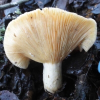 russula brevipes