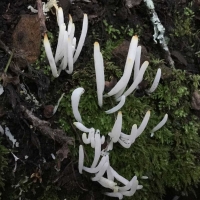 Clavaria fragilis