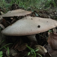 Agaricus augustus