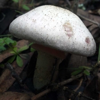 Agaricus campestris