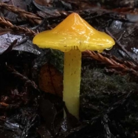 Hygrocybe acutoconica