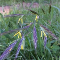 california-brome-bromus-carinatus