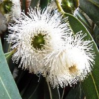 Tasmanian bluegum* (Eucalyptus globulus)