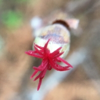 Hazelnut (Corylus cornuta)