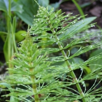 Horsetail (Equisetum arvense)