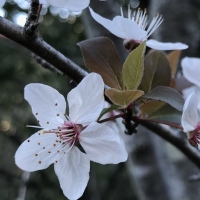 cherry plum Prunus cerasifera