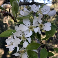 Callery pear pyrus-calleryana