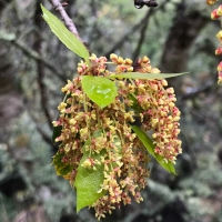 Coast live oak quercus-agrifolia