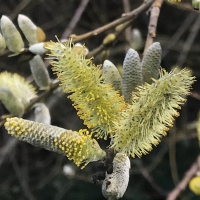 Arroyo willow salix-lasiolepis