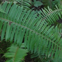 Swordfern (Polystichum californicum)