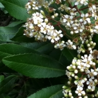 Toyon (Heteromeles arbutifolia)