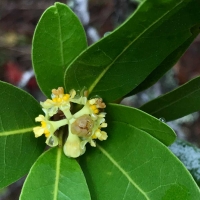 bay laurel umbellularia-californica